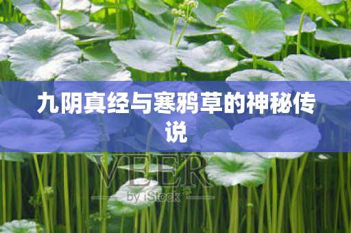 九阴真经与寒鸦草的神秘传说图片