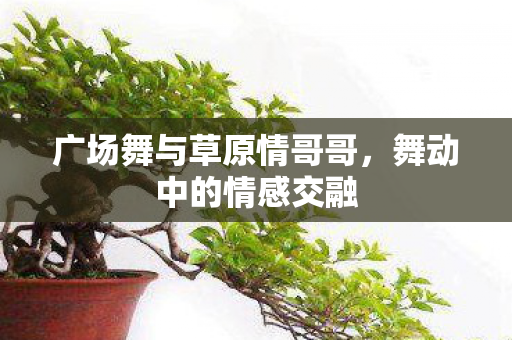 广场舞与草原情哥哥图片