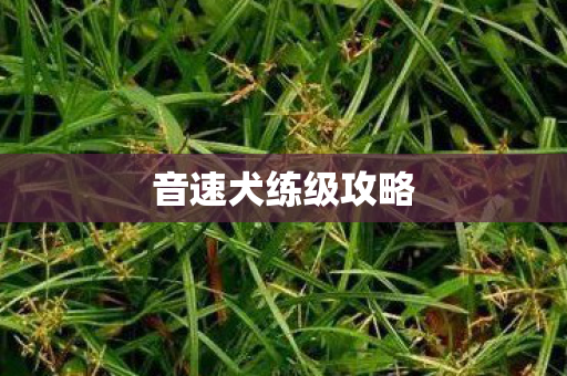 音速犬练级攻略图片