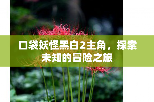 口袋妖怪黑白2主角图片