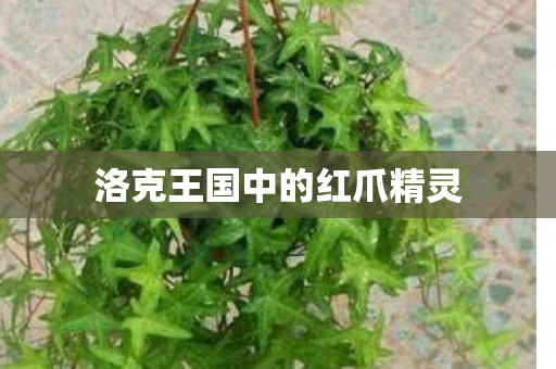 洛克王国中的红爪精灵图片
