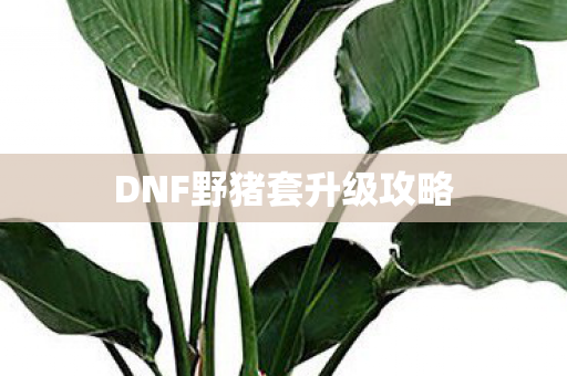 DNF野猪套升级攻略图片