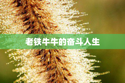 老铁牛牛的奋斗人生图片