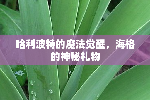 哈利波特的魔法觉醒图片