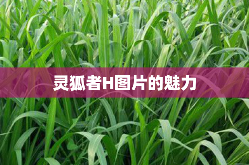灵狐者H图片的魅力图片