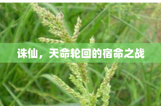 天命轮回的宿命之战图片