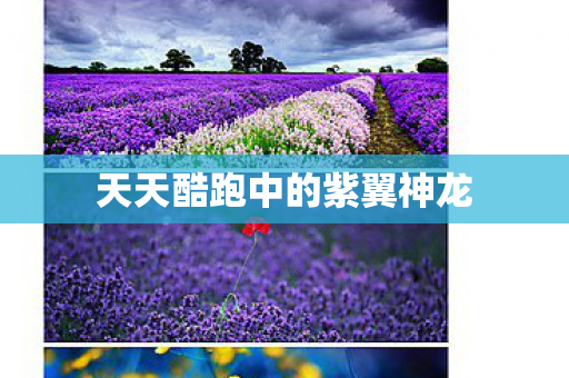 天天酷跑中的紫翼神龙图片