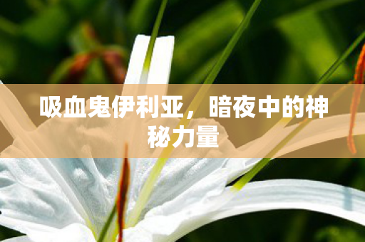 暗夜中的神秘力量图片