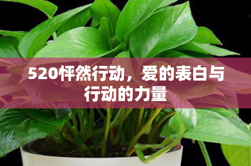 爱的表白与行动的力量图片