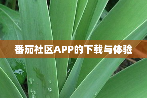 番茄社区APP的下载与体验图片