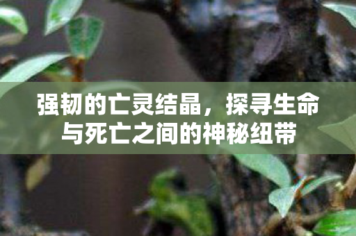 探寻生命与死亡之间的神秘纽带图片