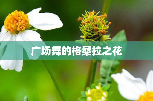 广场舞的格桑拉之花图片