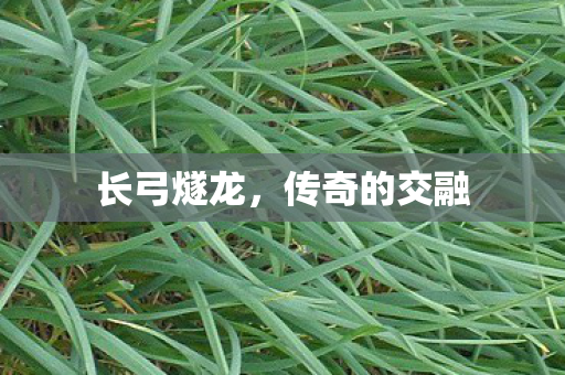 传奇的交融图片