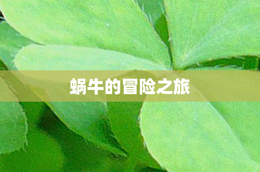 蜗牛的冒险之旅图片
