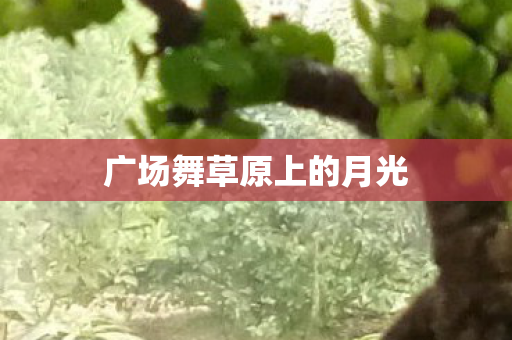 广场舞草原上的月光图片