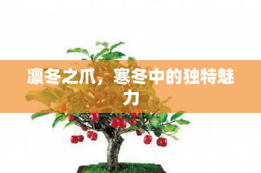寒冬中的独特魅力图片