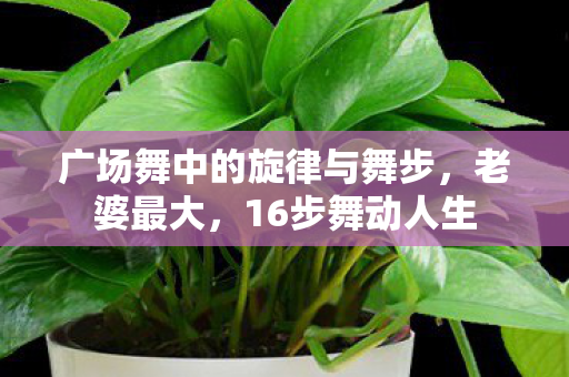 广场舞中的旋律与舞步图片