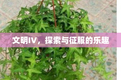 探索与征服的乐趣图片