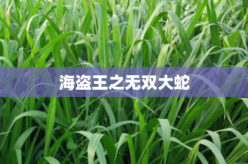 海盗王之无双大蛇图片