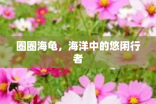 海洋中的悠闲行者图片