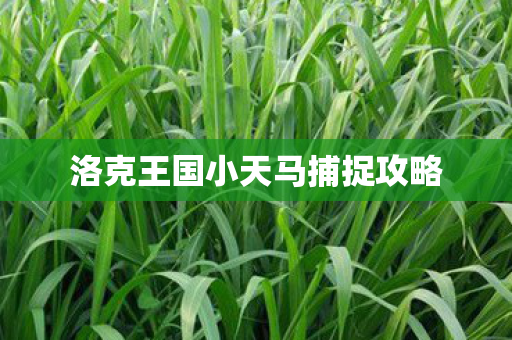 洛克王国小天马捕捉攻略图片