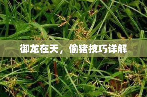 偷猪技巧详解图片