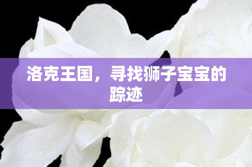 寻找狮子宝宝的踪迹图片