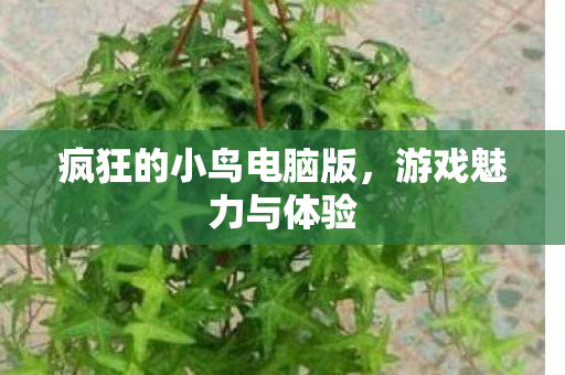 疯狂的小鸟电脑版图片