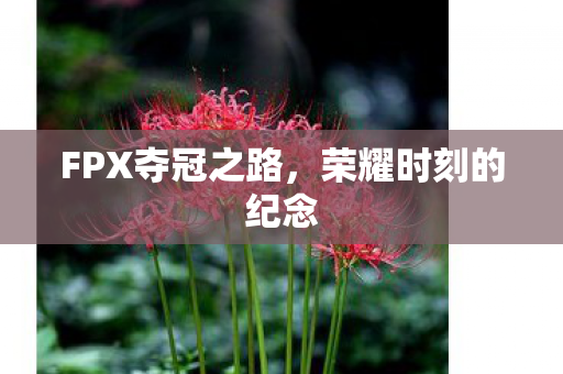FPX夺冠之路图片