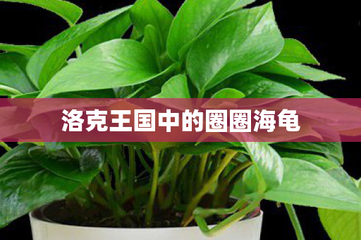 洛克王国中的圈圈海龟图片