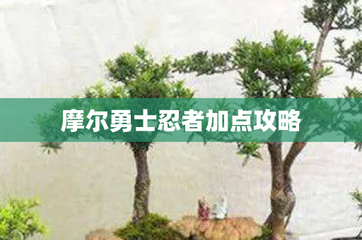 摩尔勇士忍者加点攻略图片