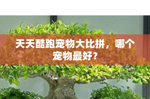 天天酷跑宠物大比拼图片