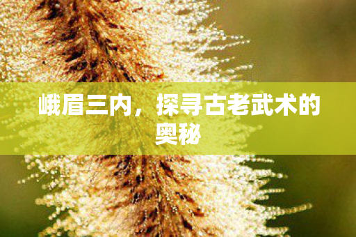 探寻古老武术的奥秘图片