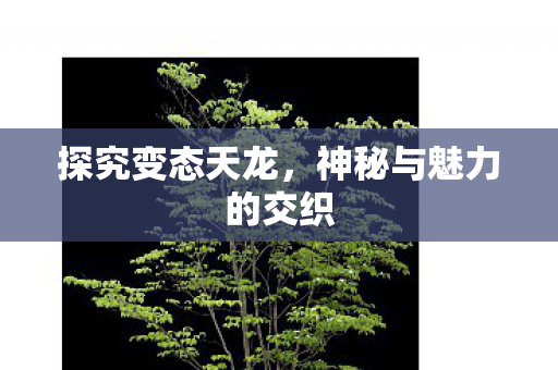 神秘与魅力的交织图片