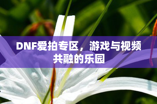 游戏与视频共融的乐园图片