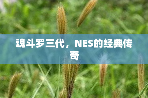 NES的经典传奇图片