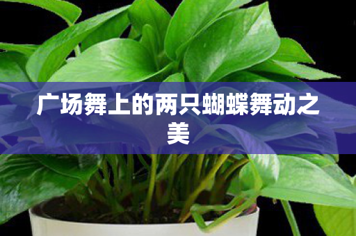 广场舞上的两只蝴蝶舞动之美图片