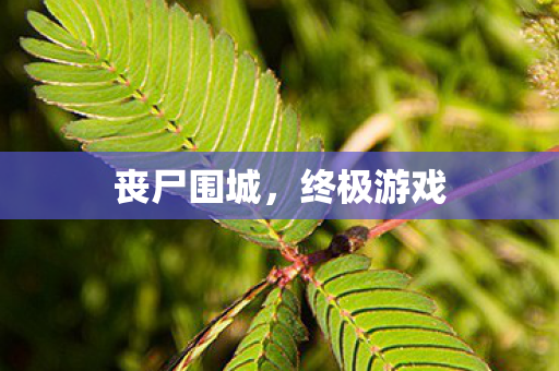 丧尸围城图片