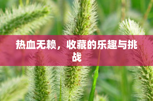 收藏的乐趣与挑战图片