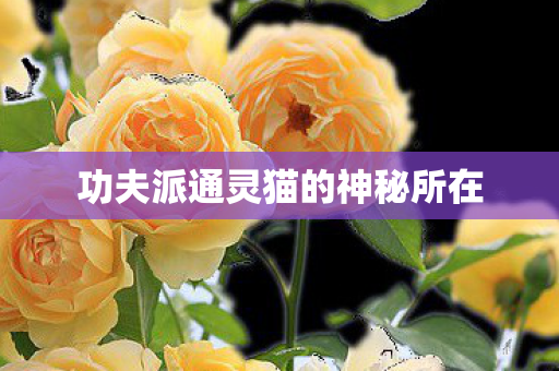 功夫派通灵猫的神秘所在图片