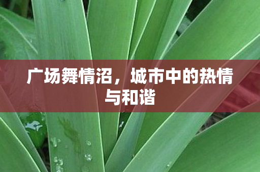 城市中的热情与和谐图片