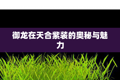 御龙在天合紫装的奥秘与魅力图片