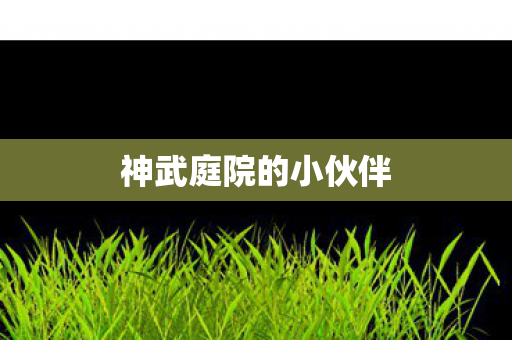 神武庭院的小伙伴图片