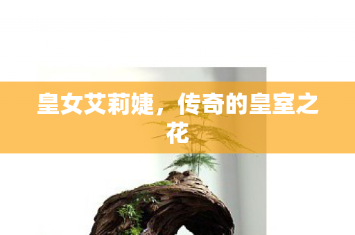 传奇的皇室之花图片