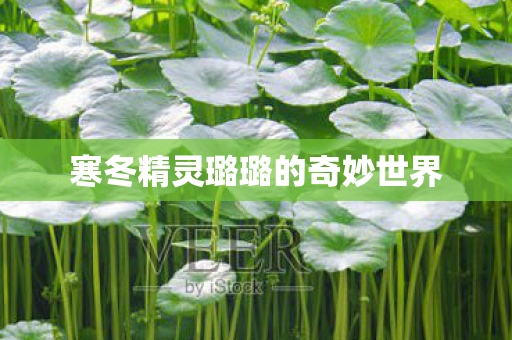 寒冬精灵璐璐的奇妙世界图片