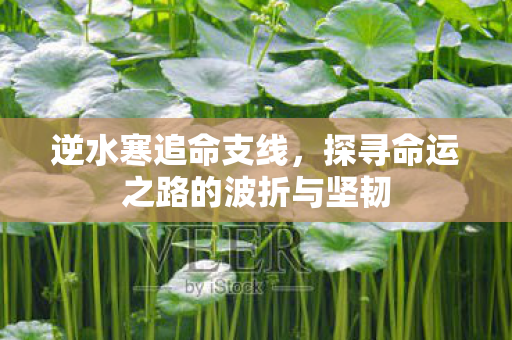 探寻命运之路的波折与坚韧图片
