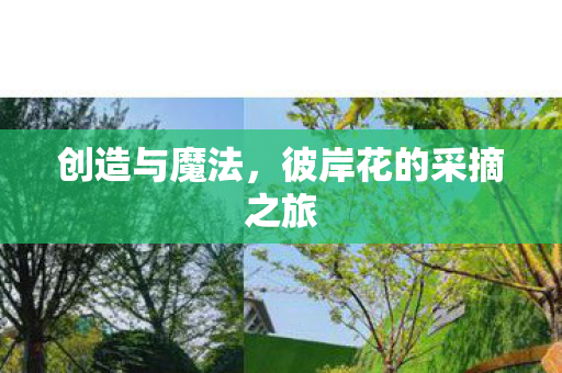 彼岸花的采摘之旅图片