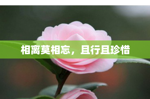 相离莫相忘图片