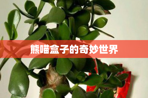 熊喵盒子的奇妙世界图片