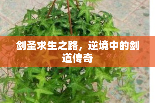 逆境中的剑道传奇图片